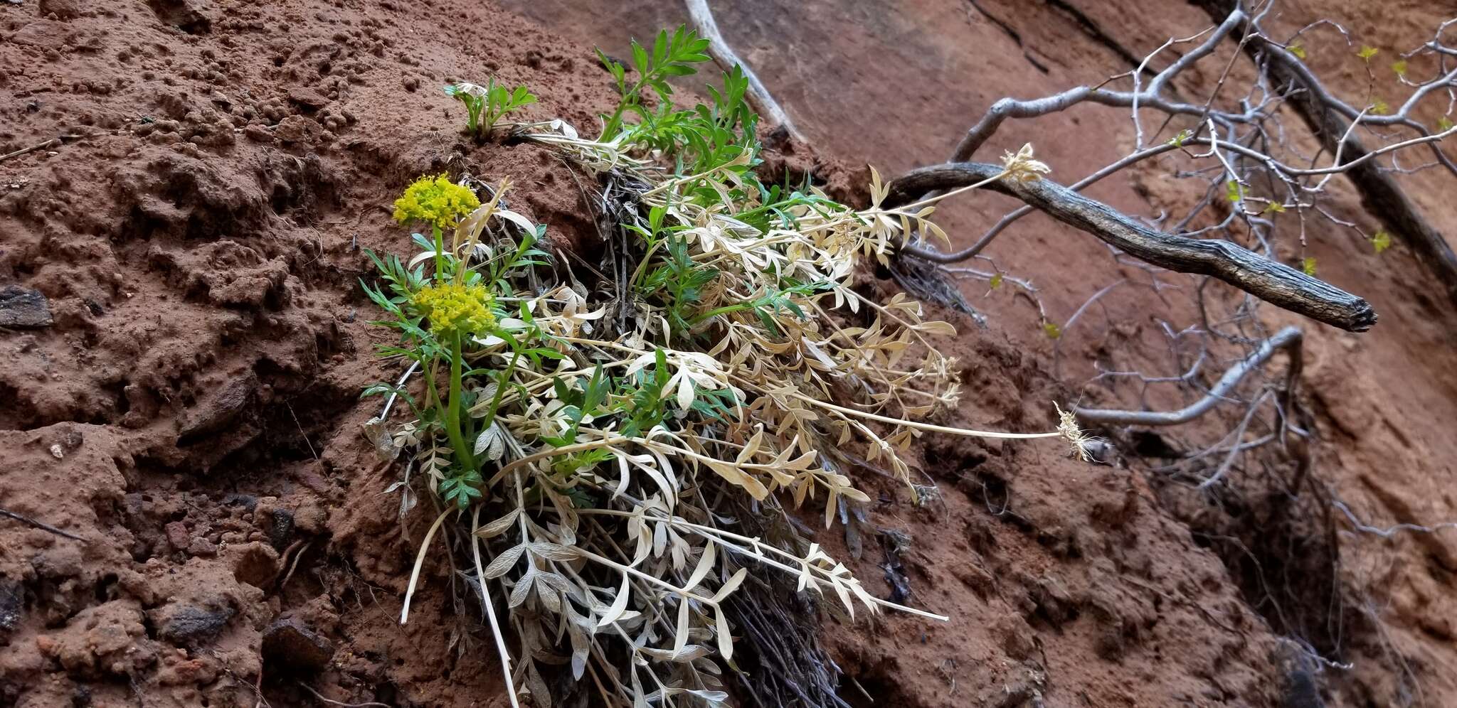 Image of Canyonlands biscuitroot