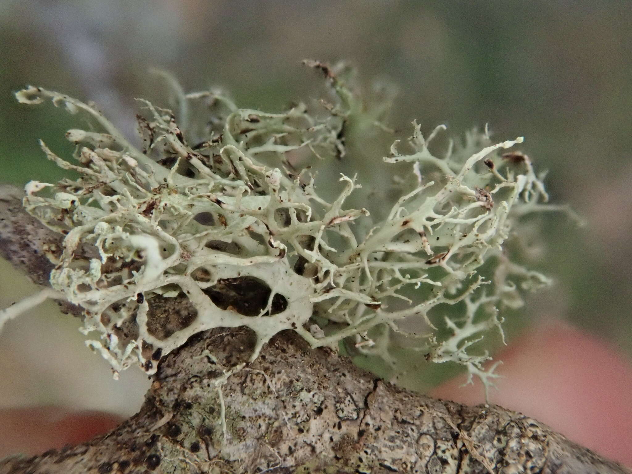 Imagem de Ramalina pollinaria (Westr.) Ach.