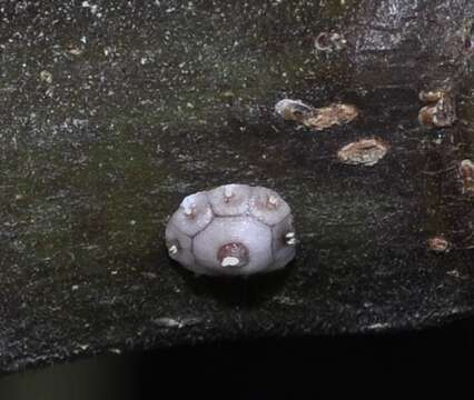 Image of Scale insect