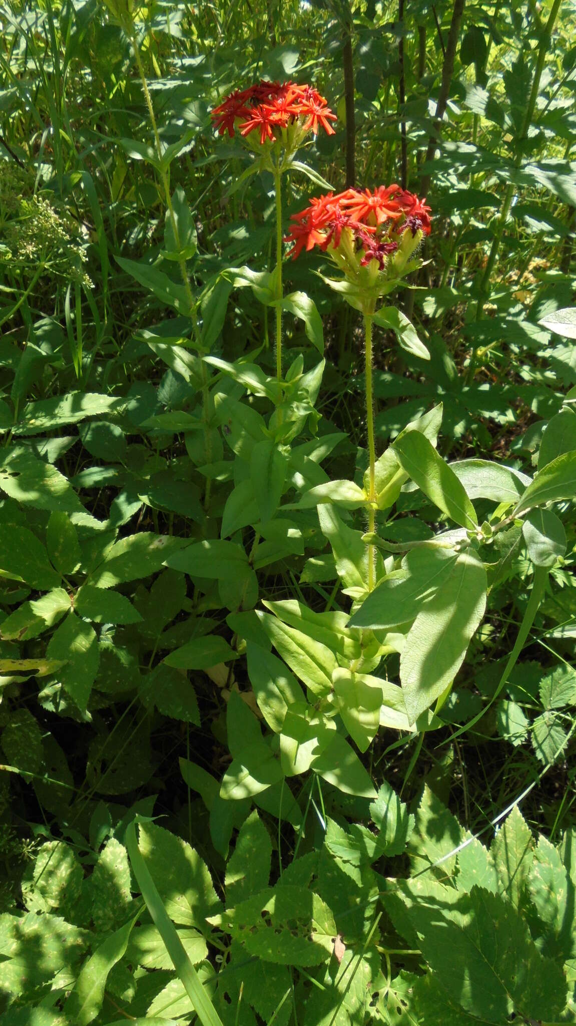 صورة Silene chalcedonica (L.) E. H. L. Krause