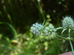 Image of rattlesnakemaster