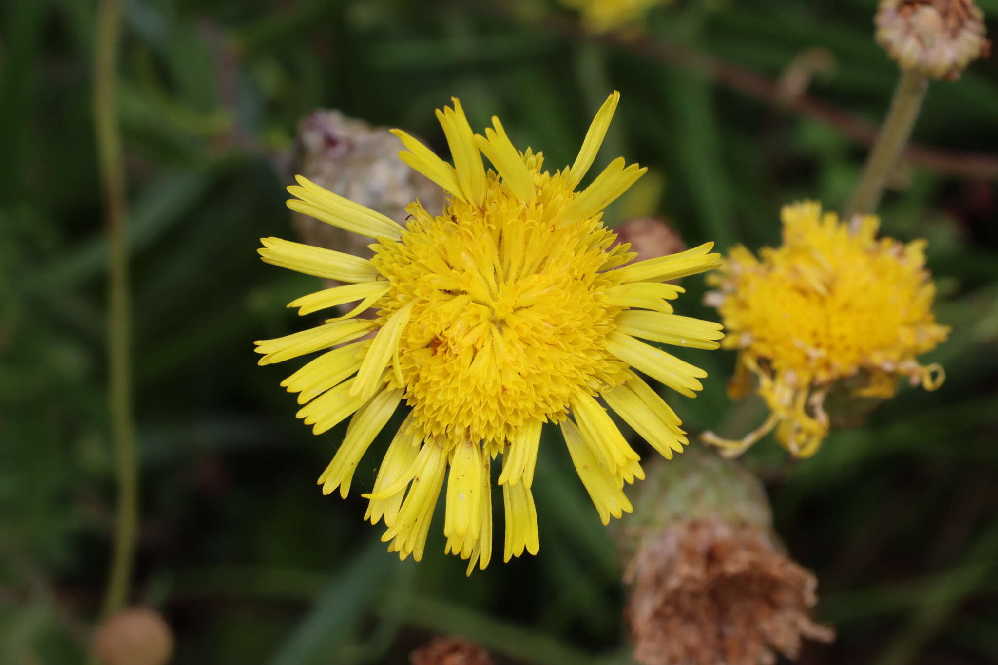 Слика од Podolepis decipiens