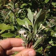 Image of Ageratina glabrata (Kunth) R. King & H. Rob.