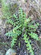 Image of Chorro Creek bog thistle