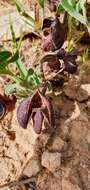 Plancia ëd Aristolochia maurorum L.