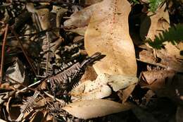 Image of Madagascar Girdled Lizard