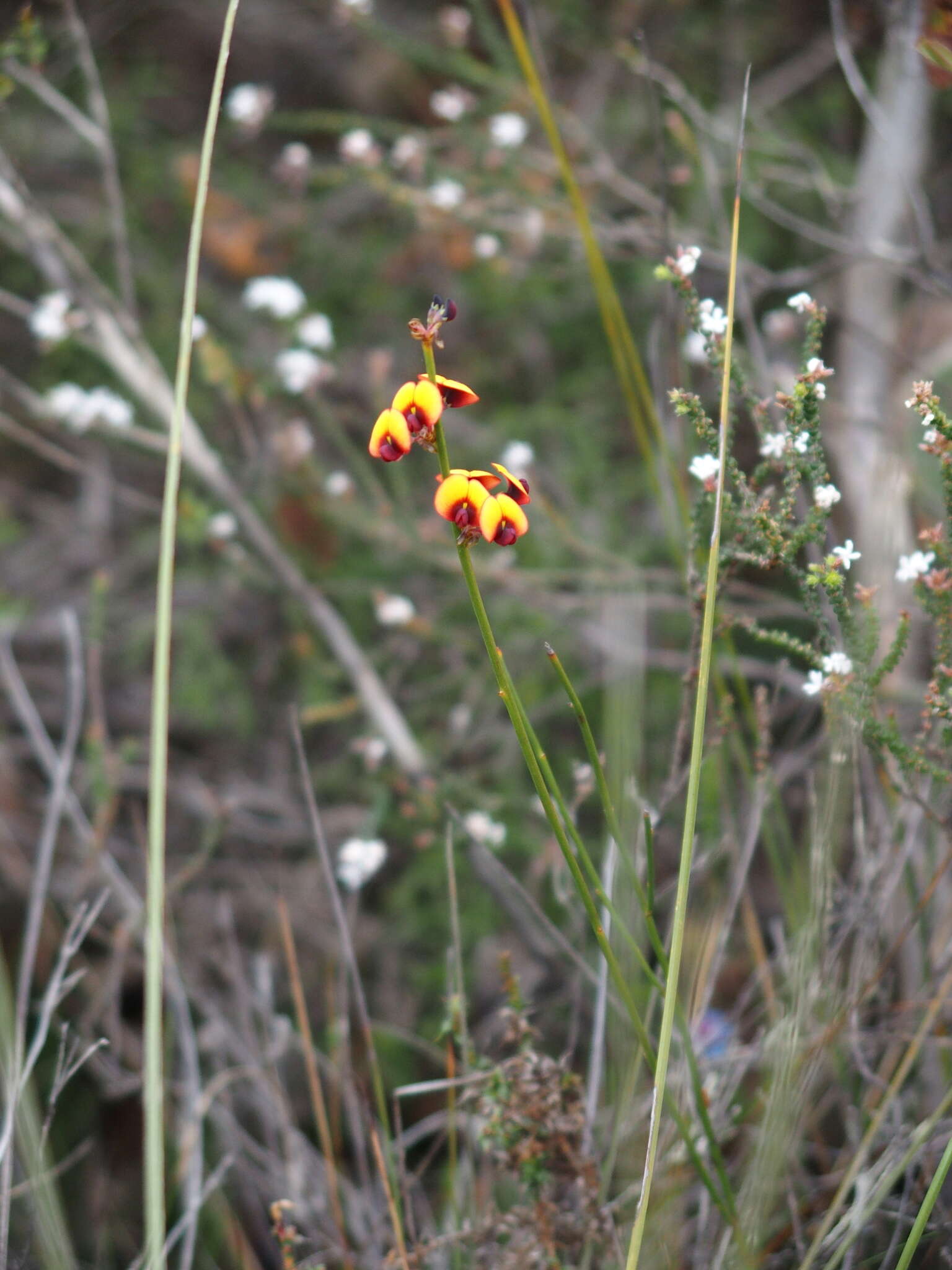 Daviesia gracilis Crisp resmi