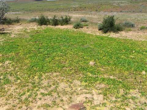 Image of Aponogeton desertorum Zeyh. ex Spreng.