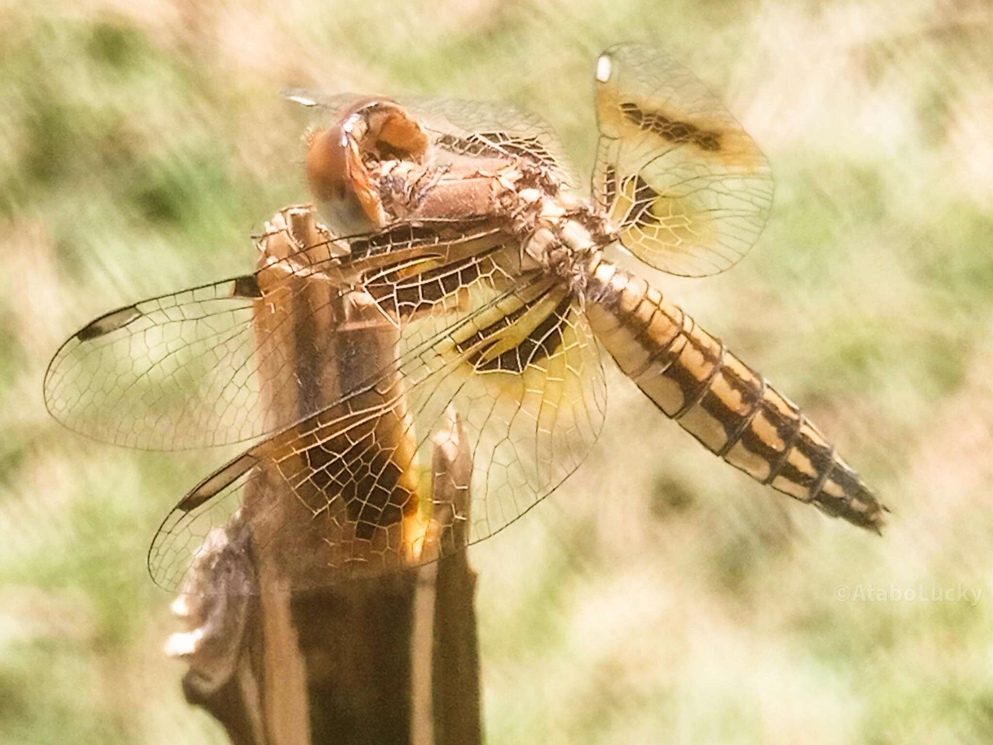 Image de Palpopleura jucunda Rambur 1842