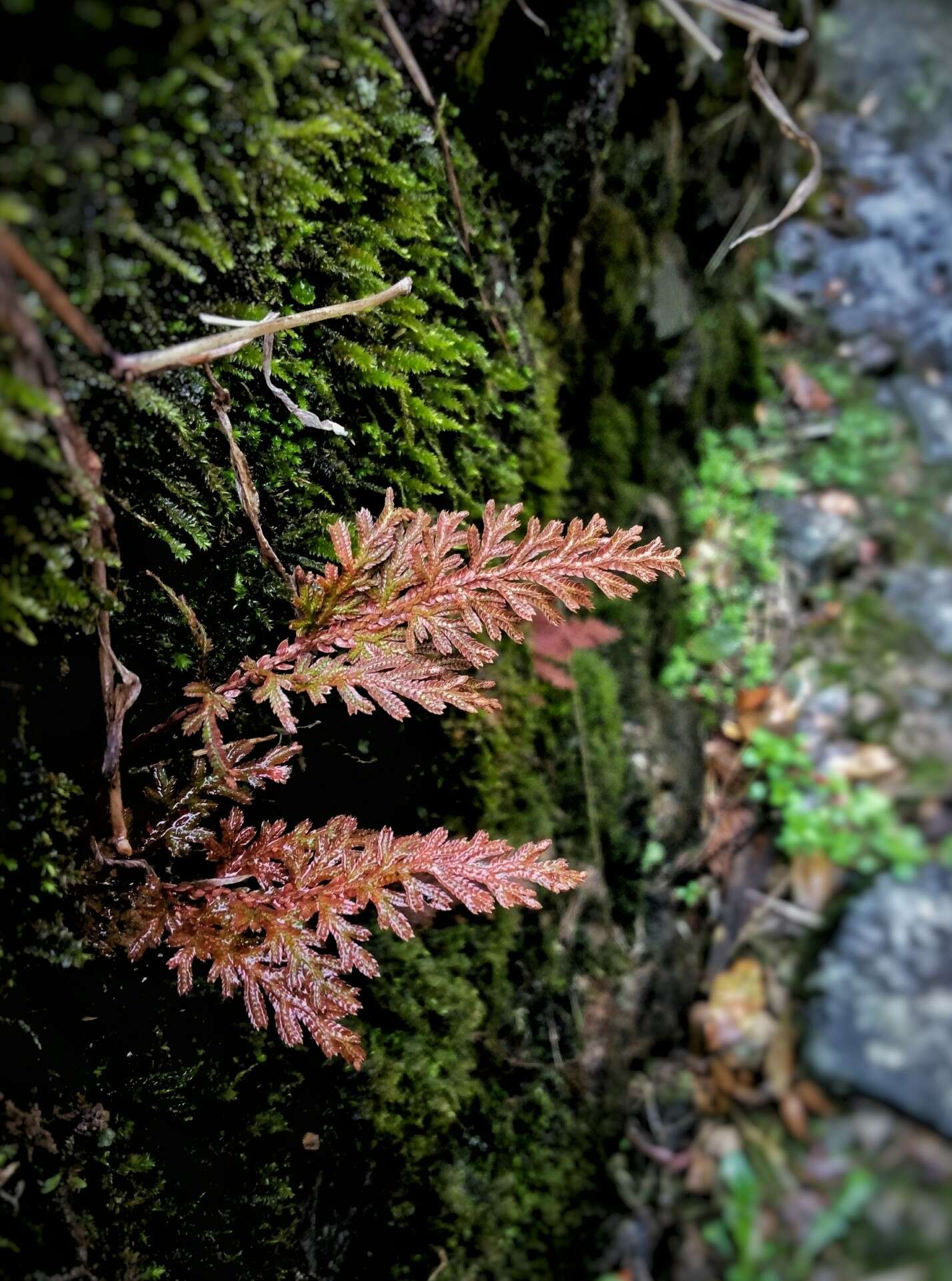 Image of medicinal spikemoss