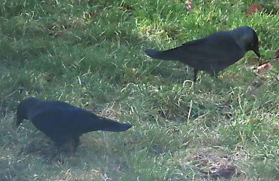 Image of <i>Corvus monedula spermologus</i>