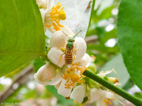 Image of Agapostemon nasutus Smith 1853