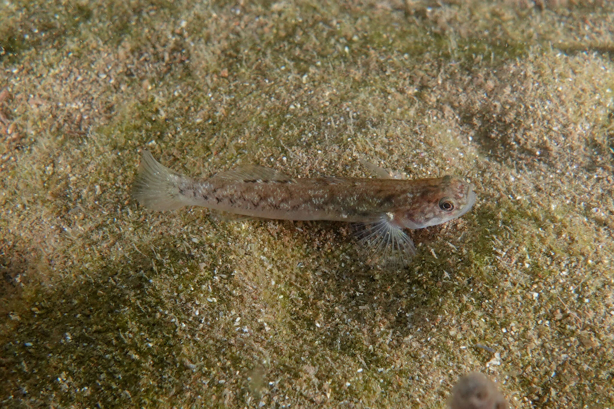 Image of Flat-backed goby