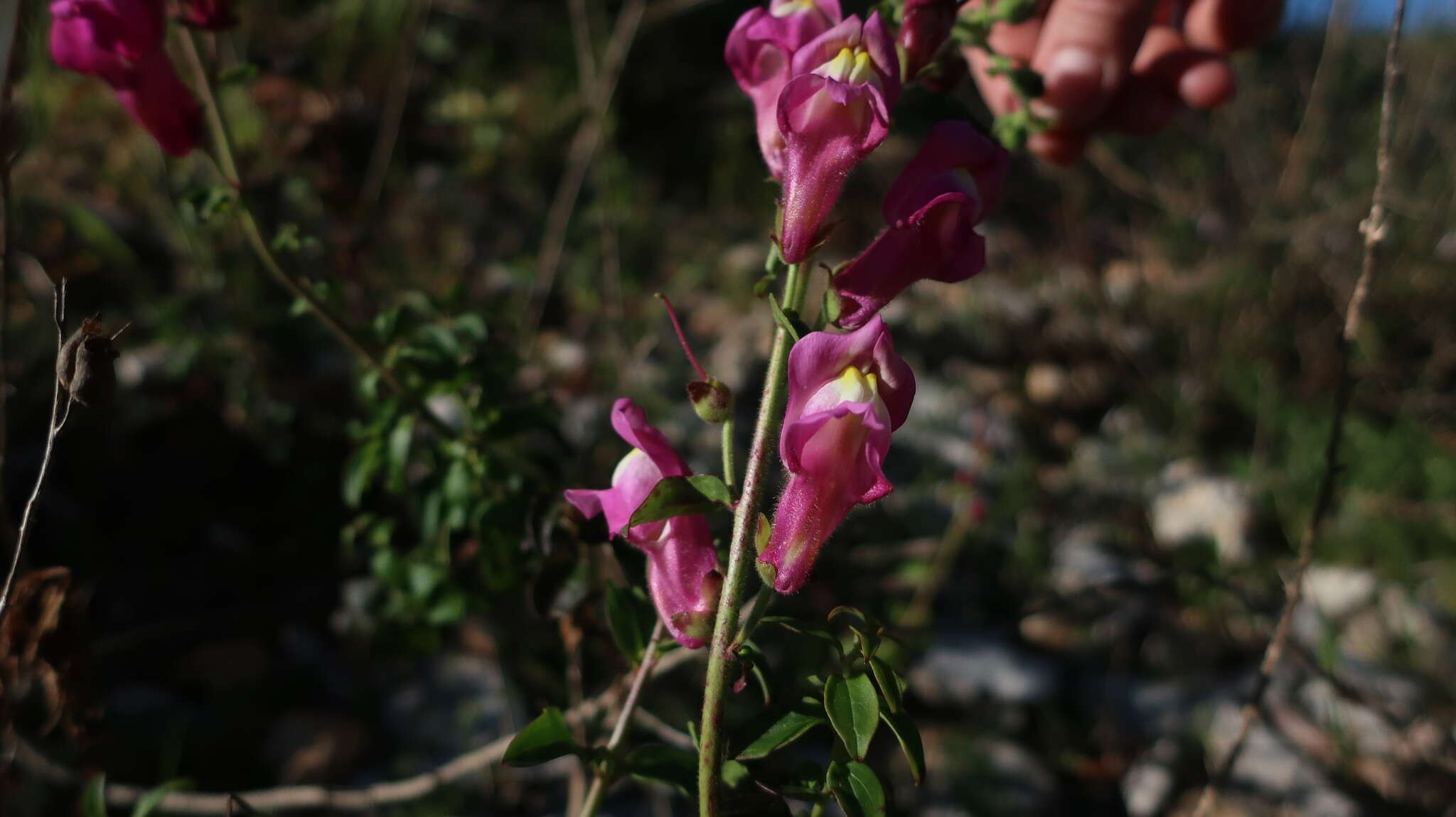 Image de Antirrhinum linkianum Boiss. & Reuter