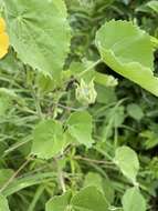 Image of Abutilon grandiflorum G. Don