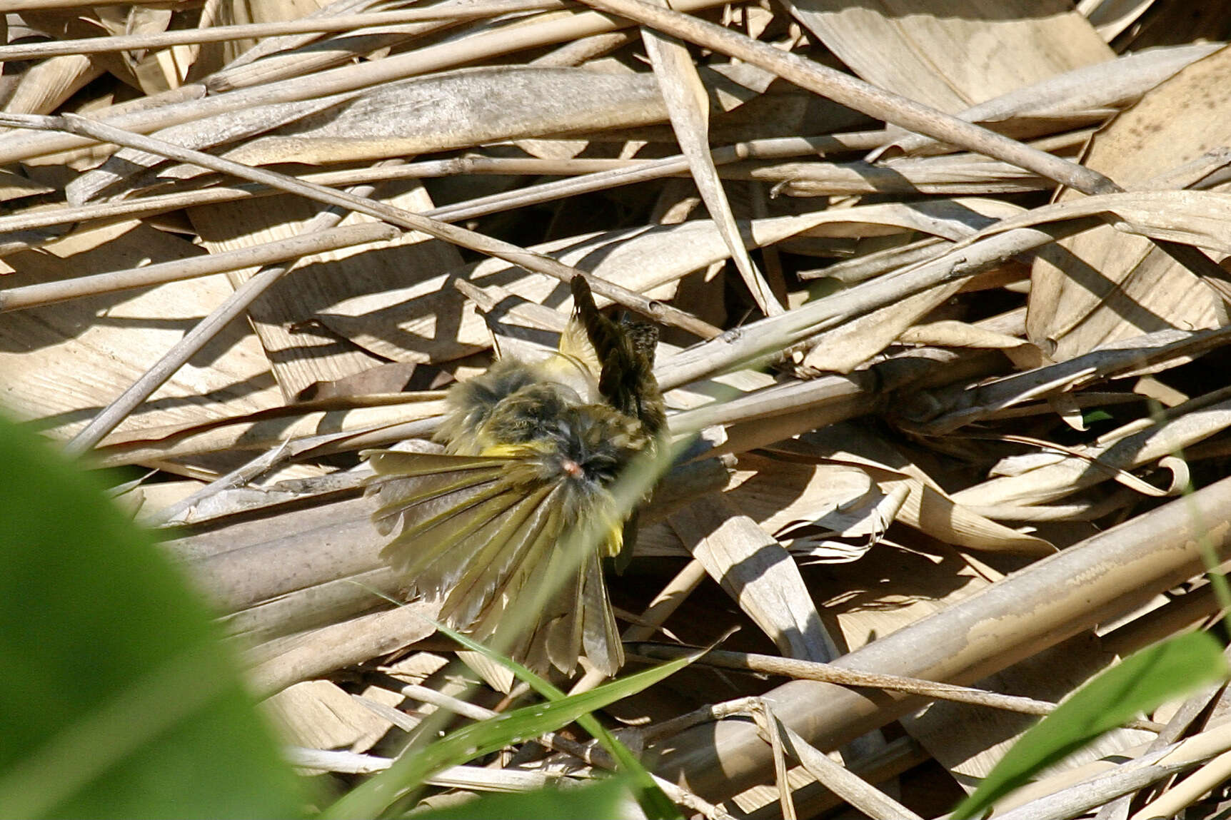 Image of Flavescent Bulbul