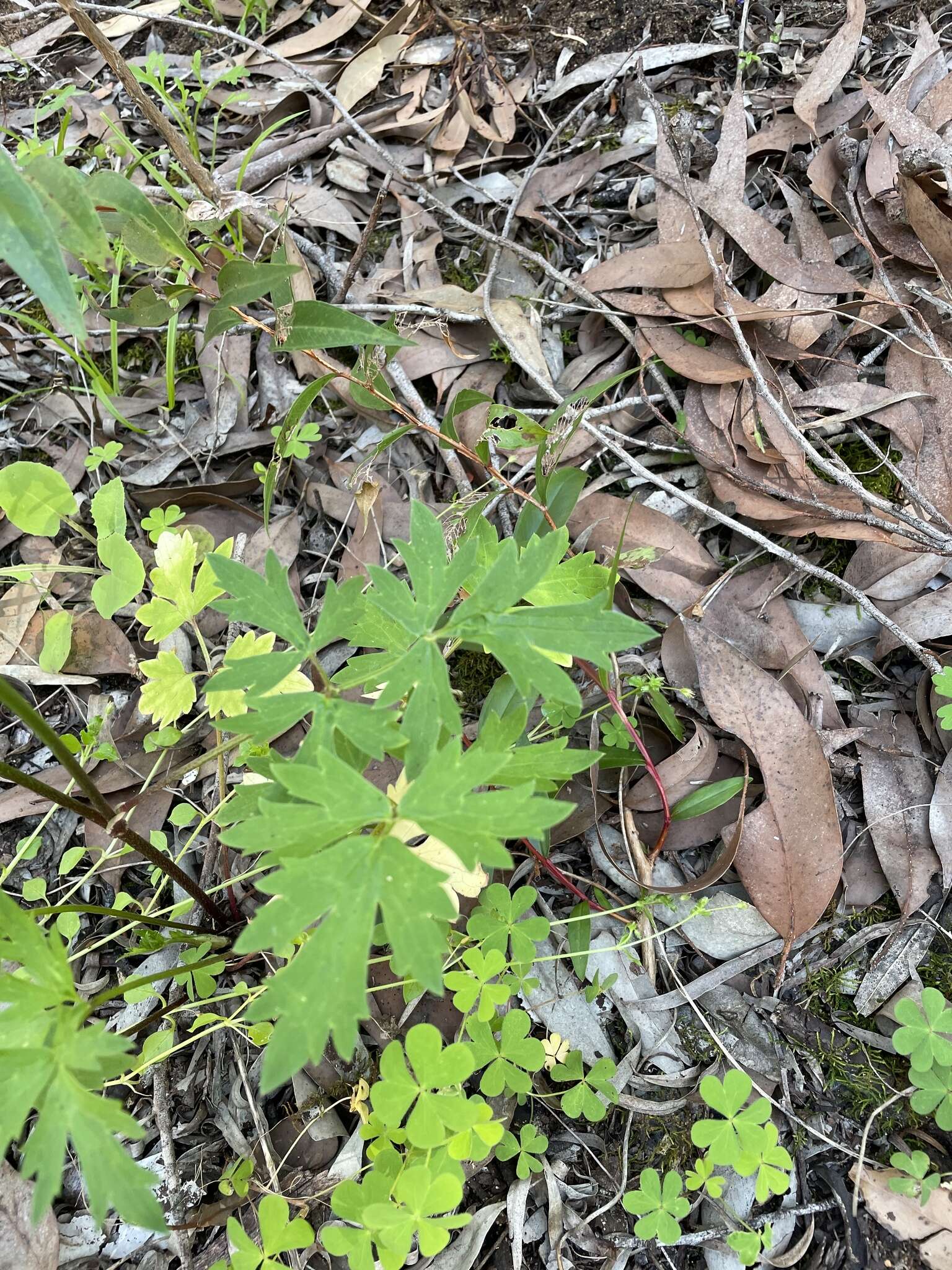 Ranunculus colonorum Endl.的圖片