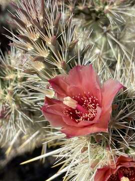 Image of Cylindropuntia sanfelipensis (Rebman) Rebman