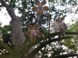 Imagem de Vanda tessellata (Roxb.) Hook. ex G. Don