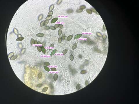 Image of Cercophora sordarioides (Speg.) N. Lundq. 1972