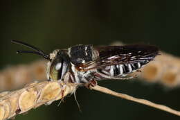 Image of Coelioxys mexicanus Cresson 1878