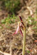 Image of Ungernia sewerzowii (Regel) B. Fedtsch.