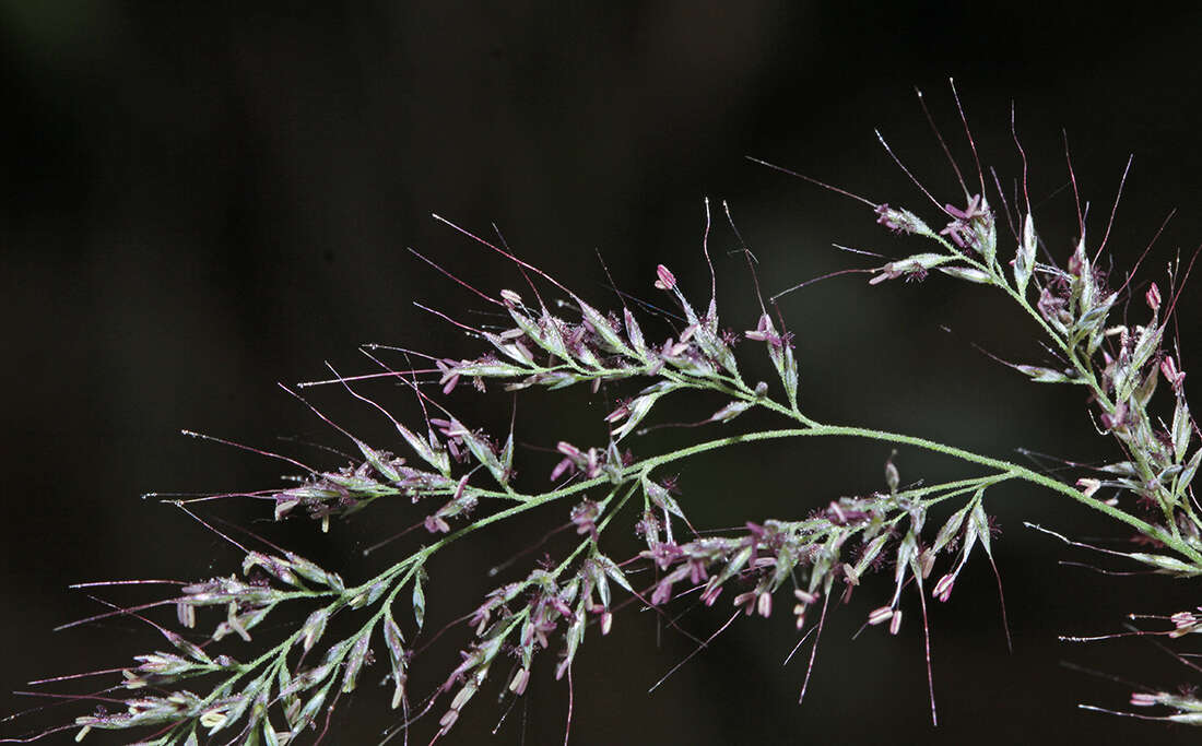 Plancia ëd Muhlenbergia japonica Steud.