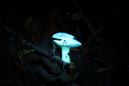 Image of Russula marangania Grgur. 1997