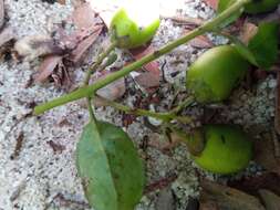 Image of Leucosalpa madagascariensis S. Elliot