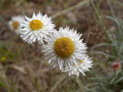 Image of Leucochrysum albicans subsp. tricolor (DC.) N. G. Walsh