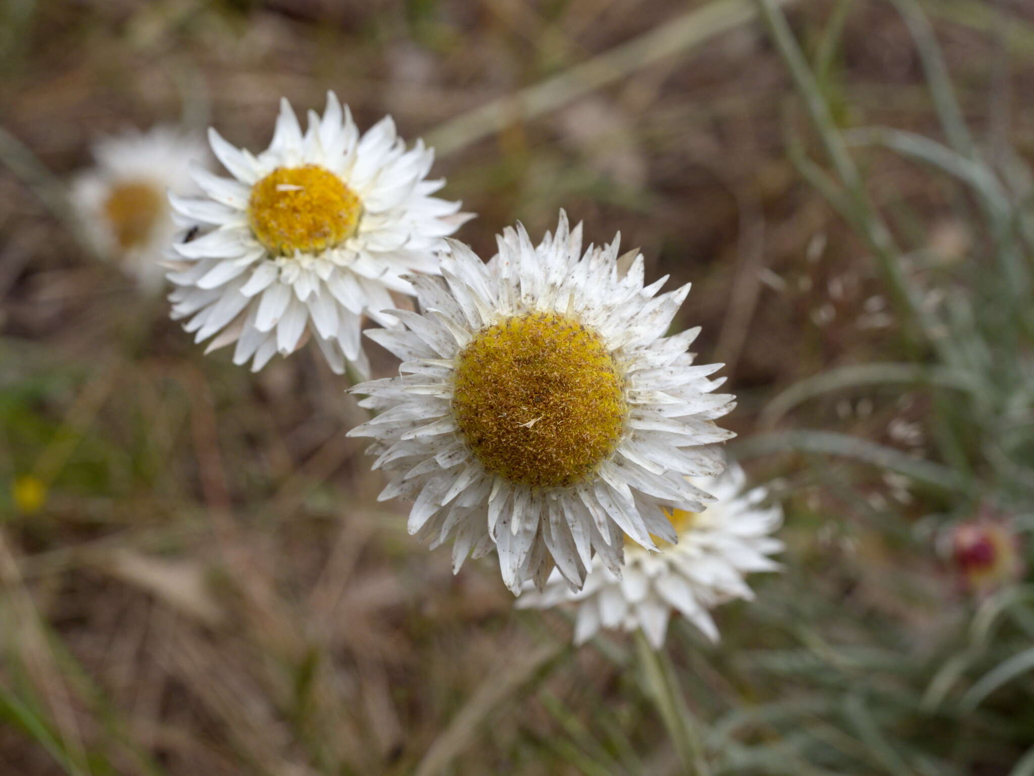Image of Leucochrysum albicans subsp. tricolor (DC.) N. G. Walsh