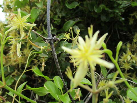 Image of Clematis foetida Raoul