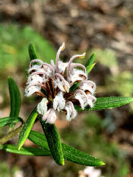 Image of Grevillea phylicoides R. Br.