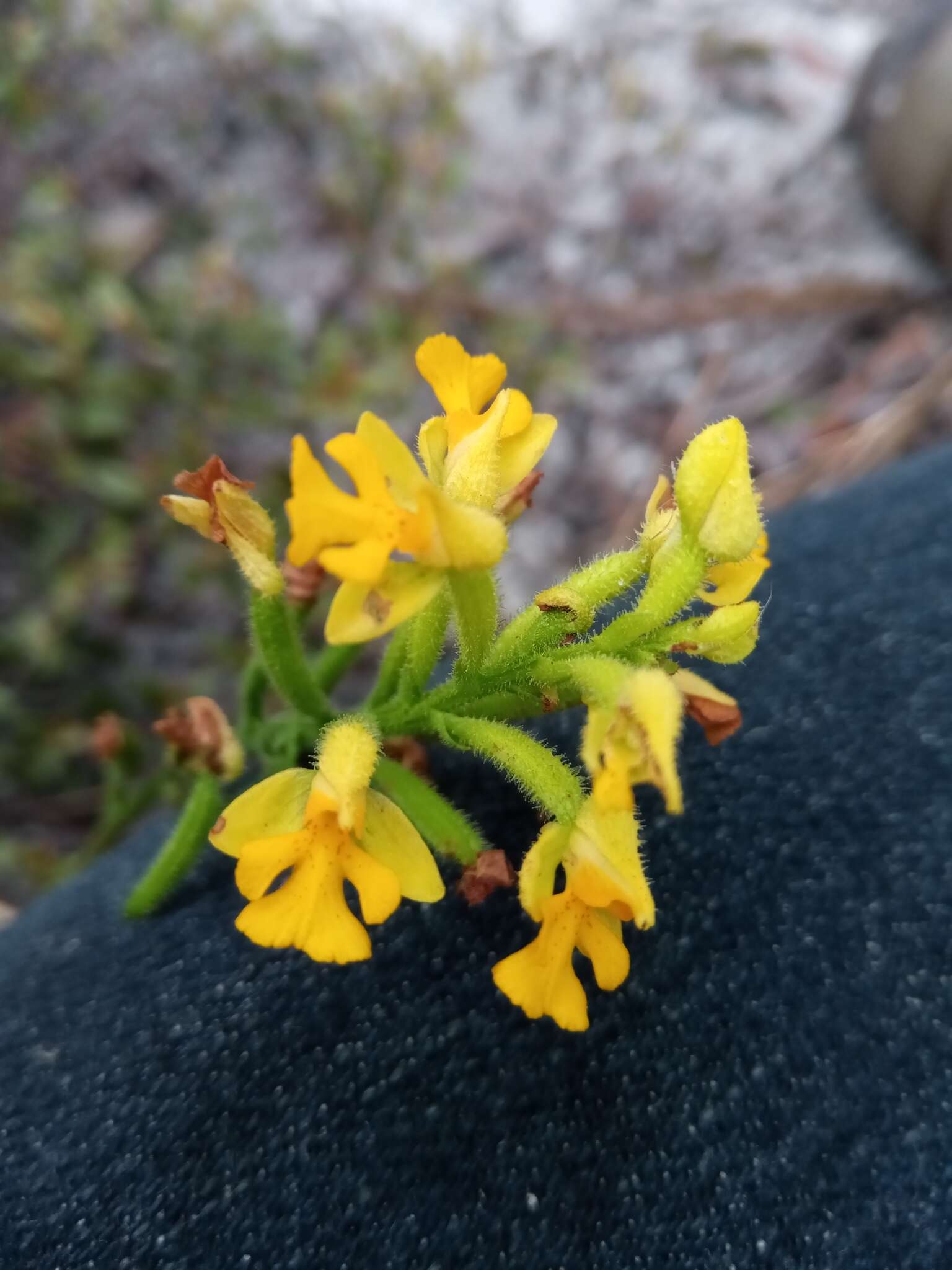 Cynorkis melinantha Schltr.的圖片