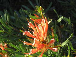 Image of Lambertia multiflora Lindl.