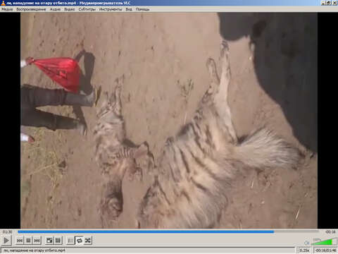 Image of Striped Hyena