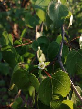 Image of Jatropha cordata (Ortega) Müll. Arg.