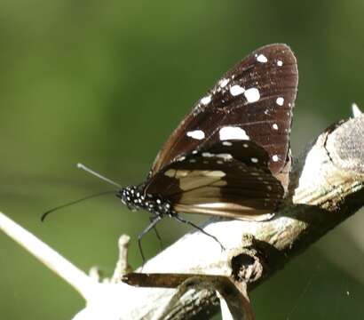 Image de Amauris albimaculata Butler 1875