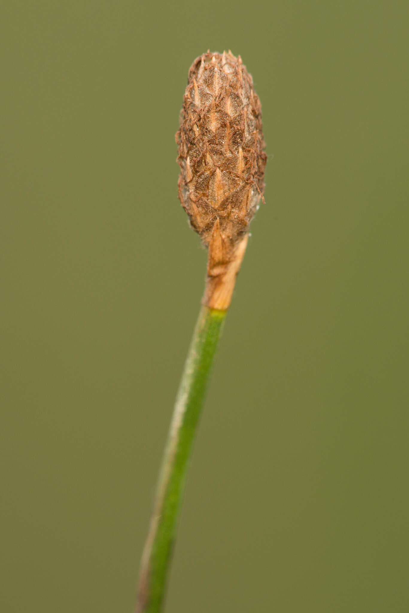 Image of Southern Umbrella Sedge