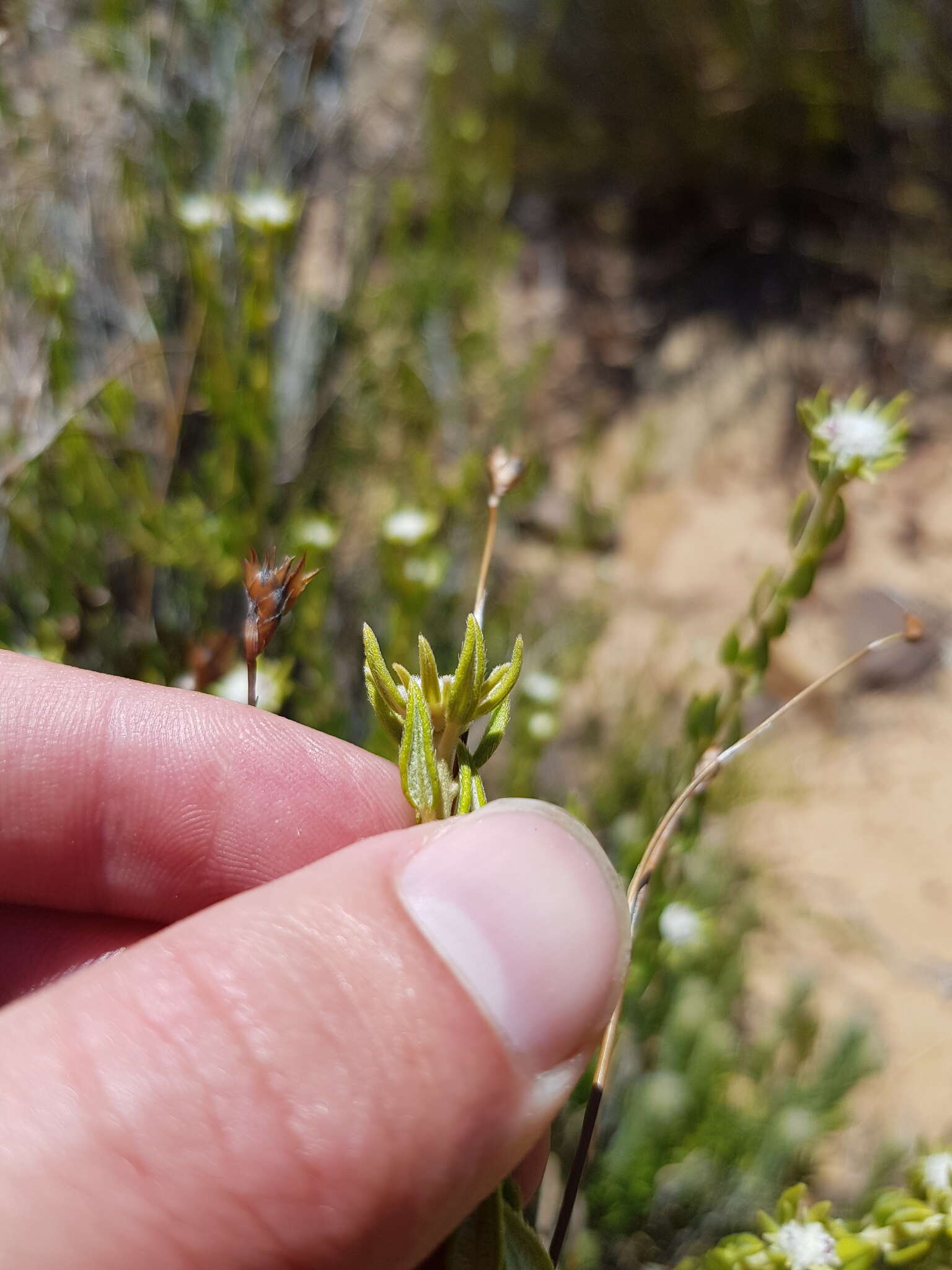 Image of Phylica fruticosa Schltr.