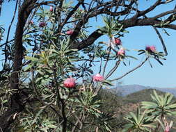 Image de Protea curvata N. E. Br.