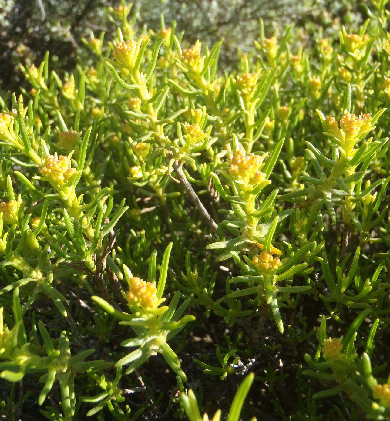 Image of Pteronia paniculata Thunb.