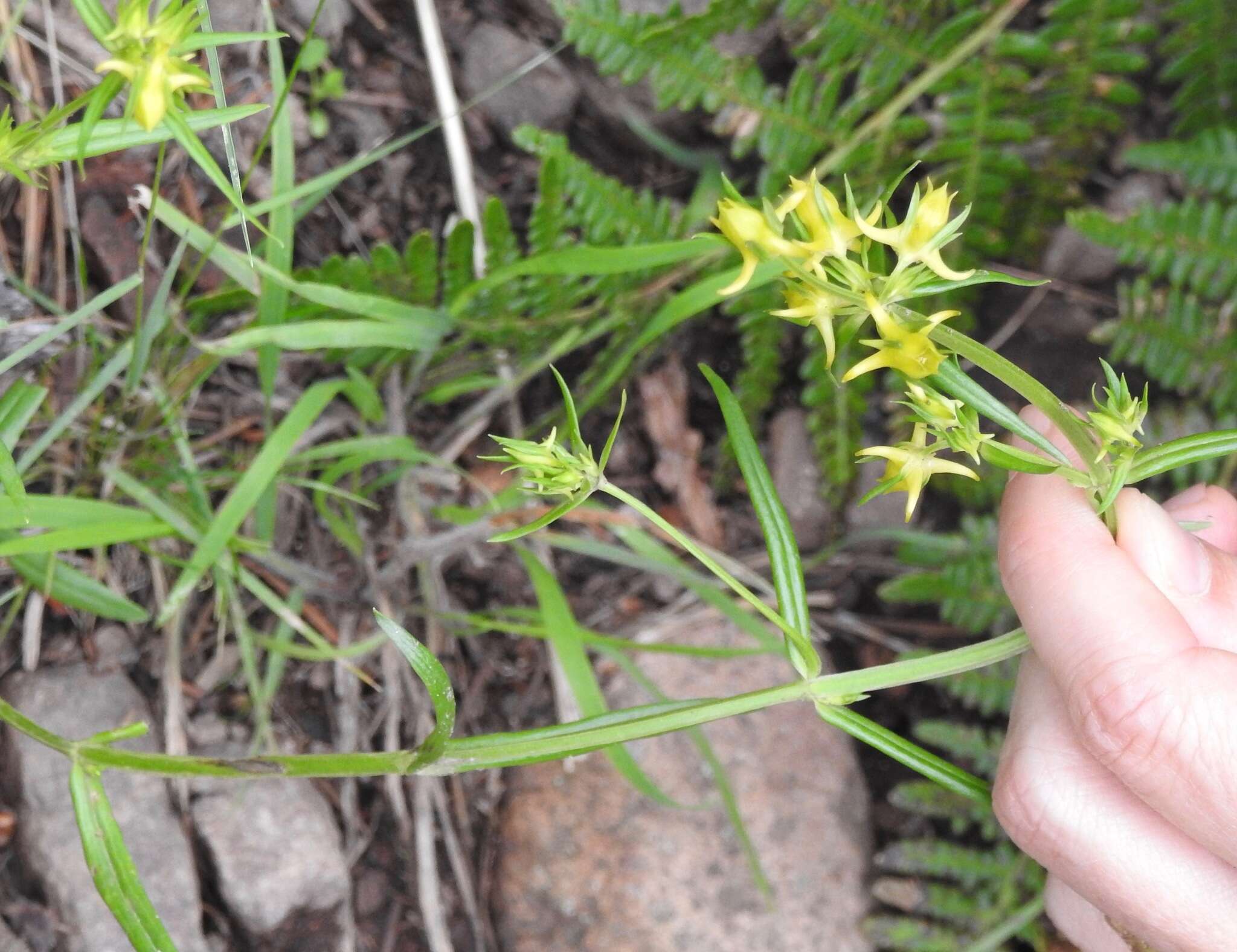 Image of Mt. Graham Spurred-Gentian