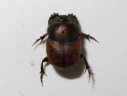 Слика од Onthophagus (Palaeonthophagus) coenobita (Herbst 1783)