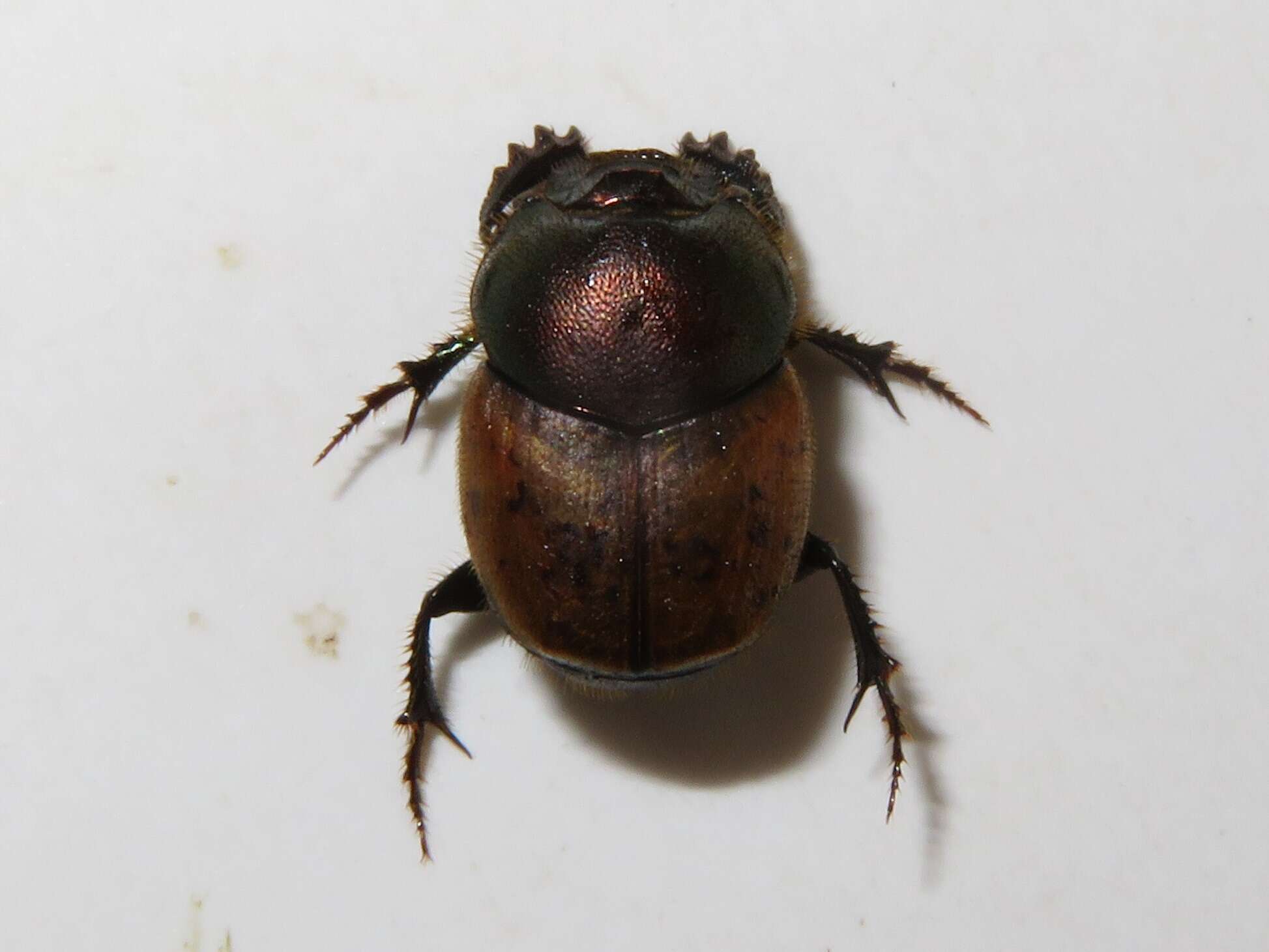 Слика од Onthophagus (Palaeonthophagus) coenobita (Herbst 1783)