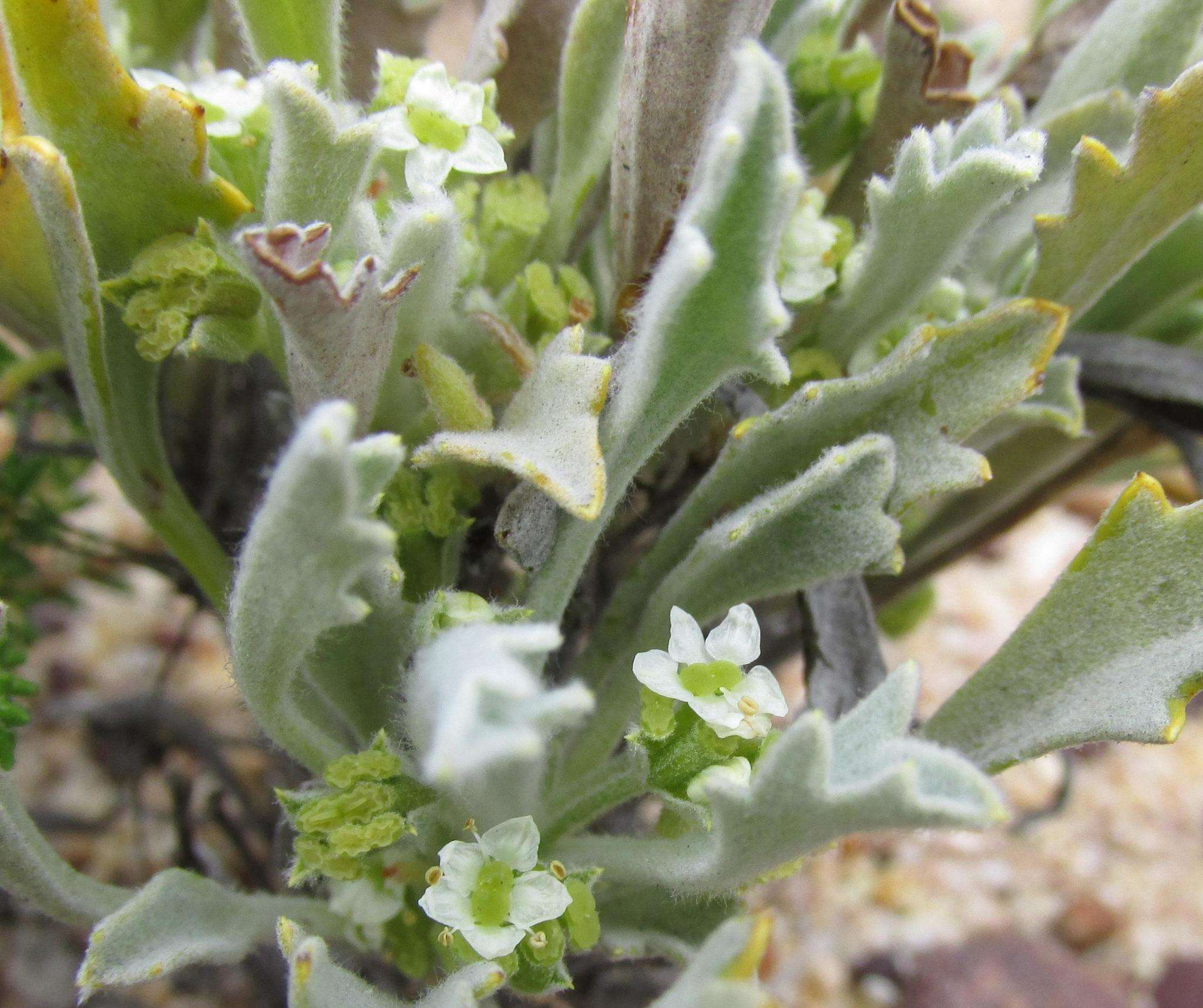 Image of Centella annua