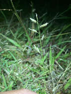 Image of Brown's lovegrass