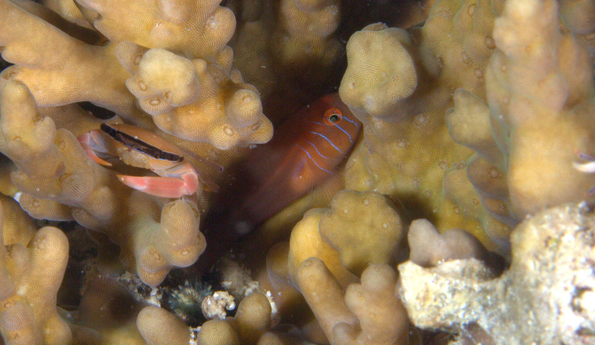 Image of Face-banded coral crab