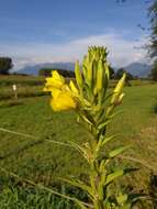 Image of common evening primrose