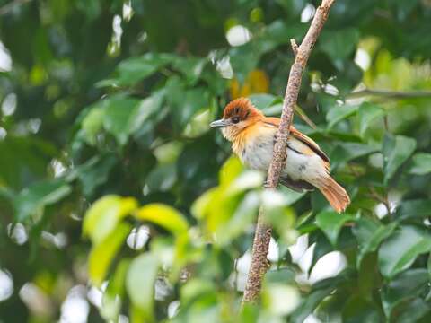 Image of Cinereous Becard